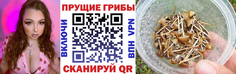 Галлюциногенные грибы прущие грибы площадка Telegram Тюмень